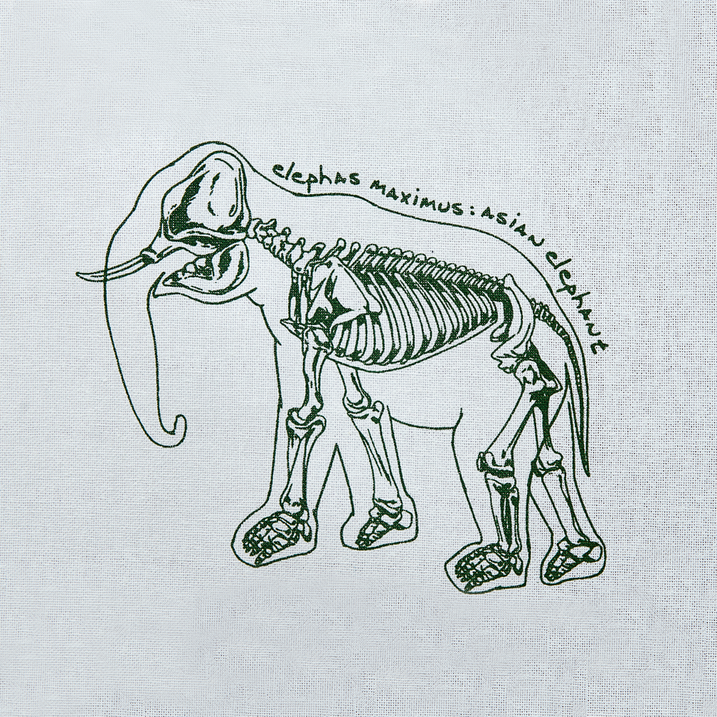 Illustration of an elephant skeleton on a ivory colored cotton background